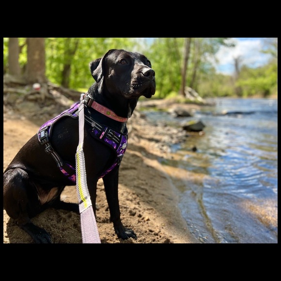 🐶 Closet Update 🐶 - Picture 3 of 7